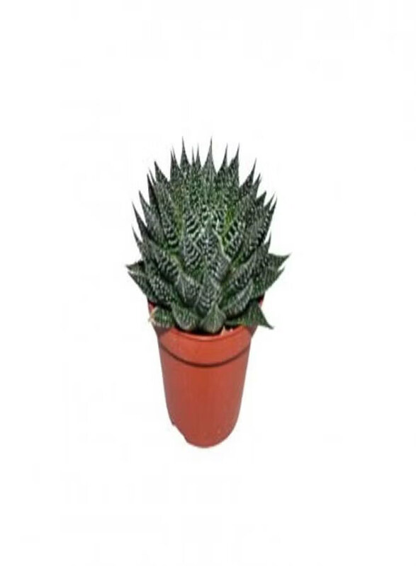 Generic Cactus Mix Plant, Green