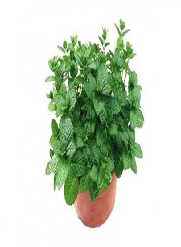 Generic Mint Herb Mix Plant, Green