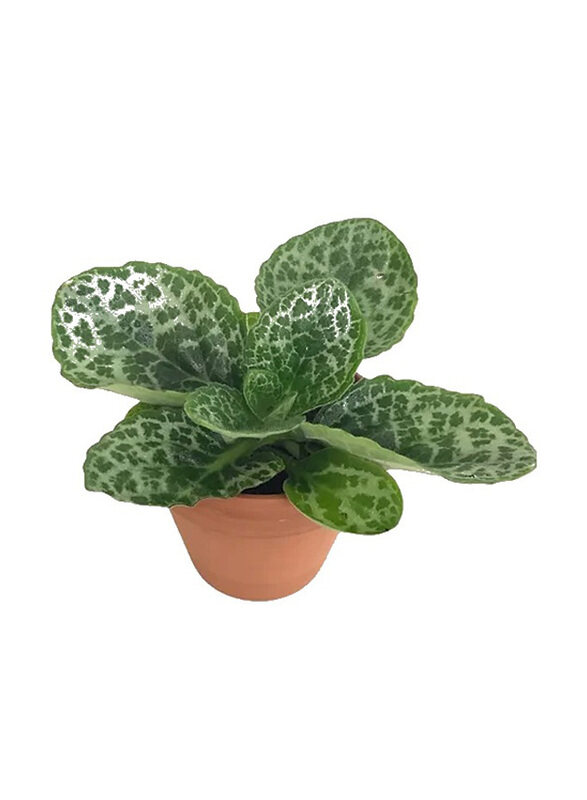 Brook Floras Streptocarpus Pretty Turtle Fresh & Live Indoor Plants, 25cm, Green
Brook Floras Streptocarpus Pretty Turtle Fresh & Live Indoor Plants, 25cm, Green