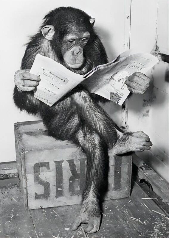 Generic Bzqopfda Funny Chimp Reading Newspaper Canvas Wall Art Poster, 16 x 24 inch, Black/White
Generic Bzqopfda Funny Chimp Reading Newspaper Canvas Wall Art Poster, 16 x 24 inch, Black/White