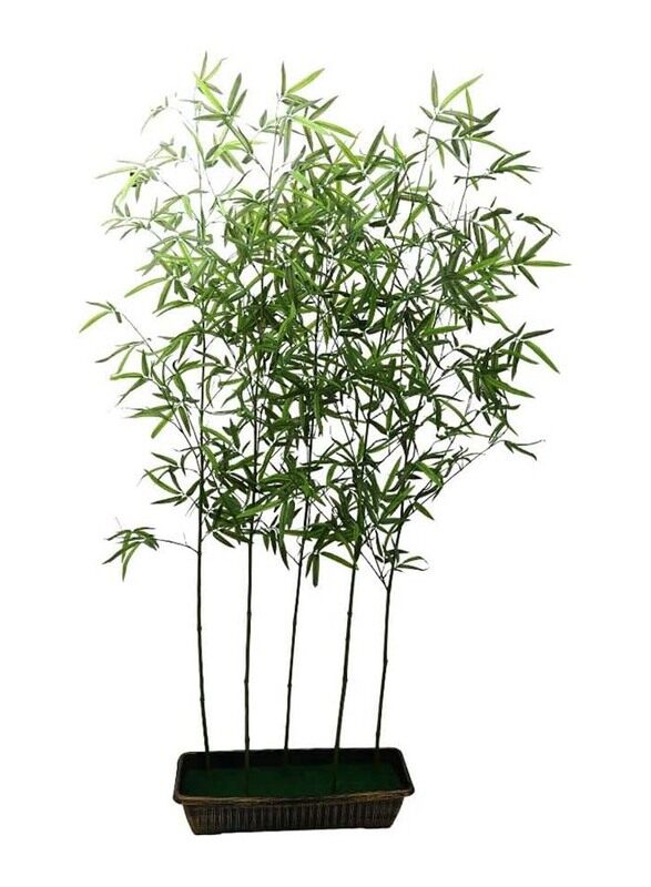 Generic Nearly Natural Real Touch Artificial Faux Silk Tree, 60 x 60 x 200cm, Green/Brown
Generic Nearly Natural Real Touch Artificial Faux Silk Tree, 60 x 60 x 200cm, Green/Brown