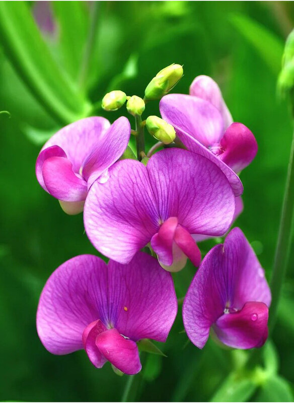 Vsell24 Sweet Pea Flower Seeds Fragrant & Colorful Blooms for Stunning Garden, 3 Packs, Purple
Vsell24 Sweet Pea Flower Seeds Fragrant & Colorful Blooms for Stunning Garden, 3 Packs, Purple