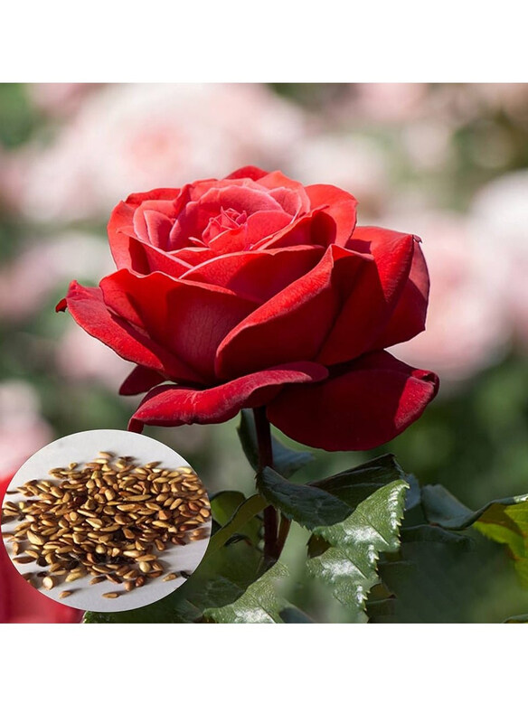 Vsell24 Timeless Romantic Elegance Premium Rose Flower Seeds for Stunning & Enchanting Garden, 3 Packs, Red
Vsell24 Timeless Romantic Elegance Premium Rose Flower Seeds for Stunning & Enchanting Garden, 3 Packs, Red