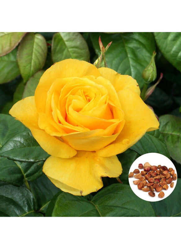 Vsell24 Golden Elegance Premium Yellow Rose Seeds for Radiant Garden, 3 Packs, Yellow
Vsell24 Golden Elegance Premium Yellow Rose Seeds for Radiant Garden, 3 Packs, Yellow