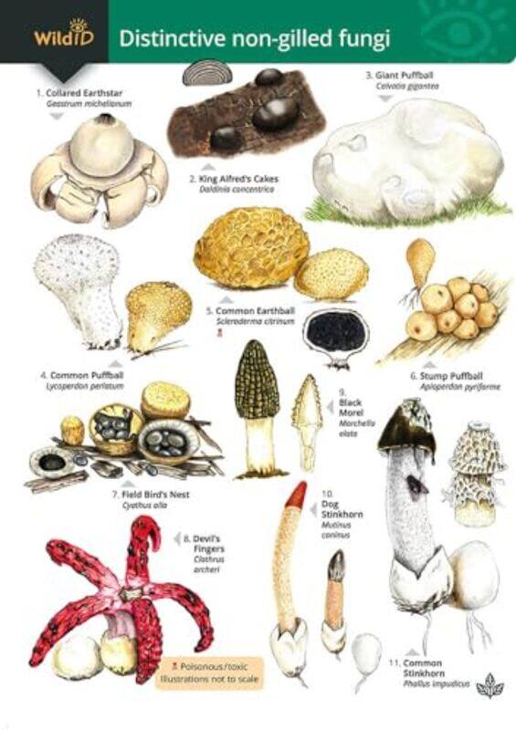 Distinctive nongilled fungi by Geoffrey KibbyStephen DockerRebecca Farley-BrownGeoffrey Kibby-Paperback
Distinctive nongilled fungi by Geoffrey KibbyStephen DockerRebecca Farley-BrownGeoffrey Kibby-Paperback