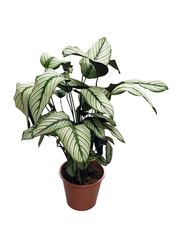 

Generic Majestic Calathea White Star Plant, Multicolour