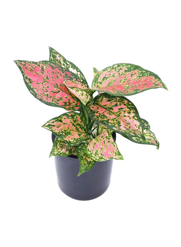 

Generic Aglaonema Red Valentine Easy Care Live House Plant, Multicolour