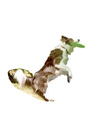 Nite Ize Flash Flight Dog Discuit Led Flying Disc, Multicolour