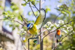 La Hacienda Metal Inquisitive Blue Tit, Multicolour