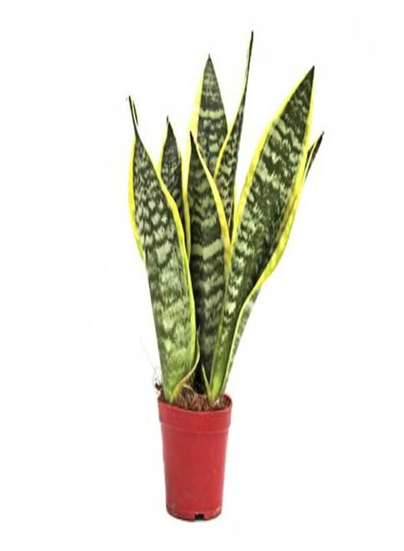 

Generic Sansevieria Snake Plant, Mini, Green