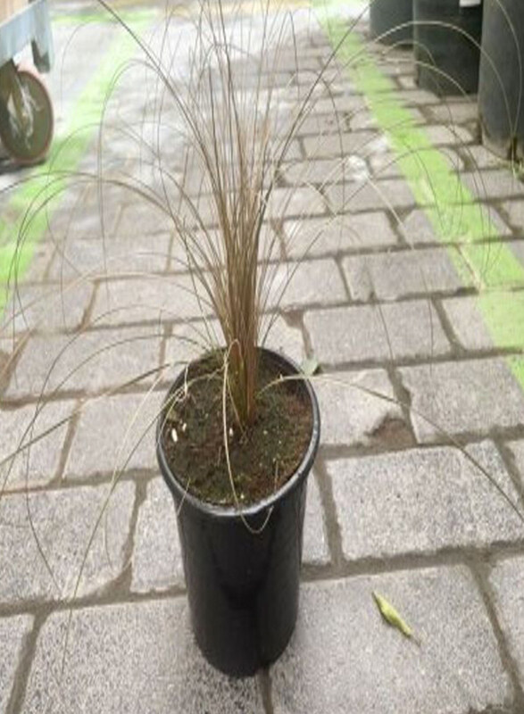 

Generic Carex Bronze Grass Plant, Yellow