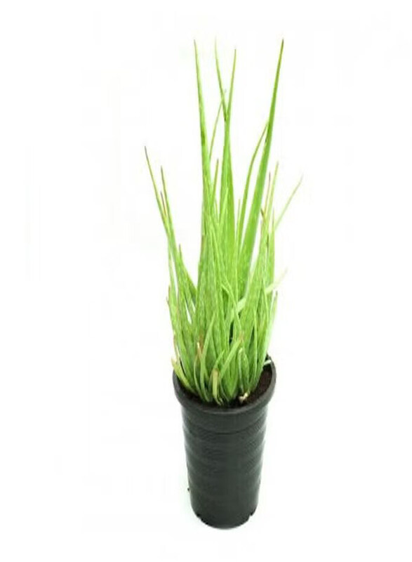 

Generic Aloe Vera Plant, Green