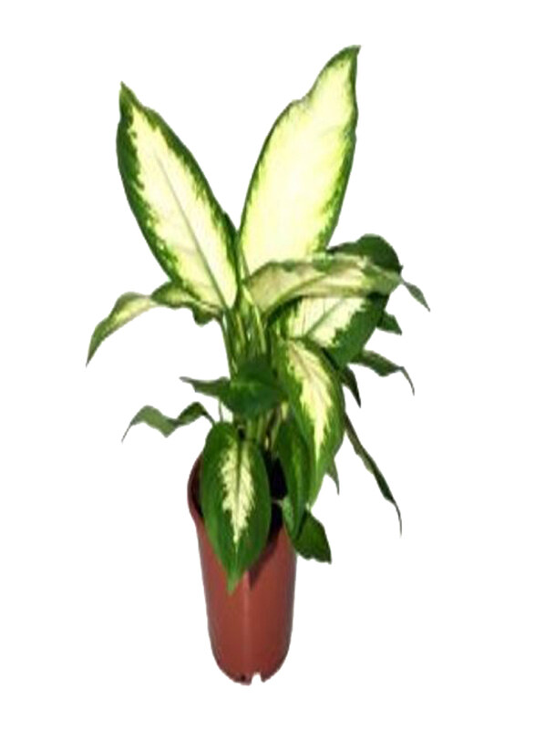 

Generic Dieffenbachia Camilla, Multicolour