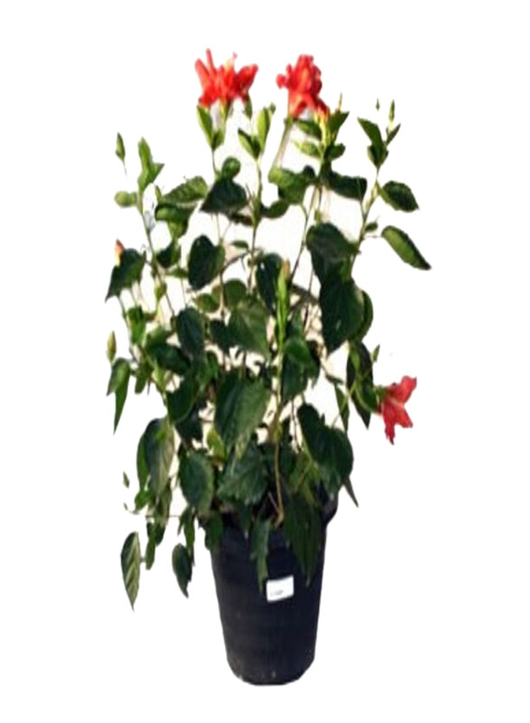 

Generic Hibiscus Mix Plant, Green