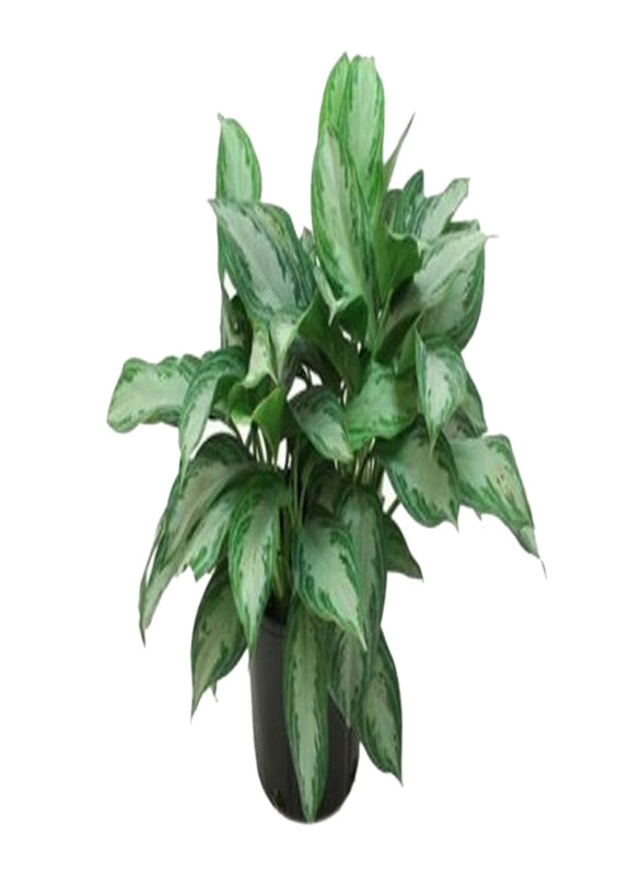 

Generic Aglaonema Mix Plant, Green