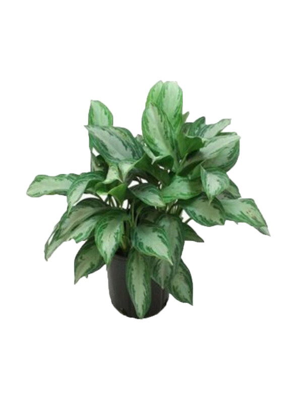 

Generic Aglaonema Mix Indoor Plant, Green/White