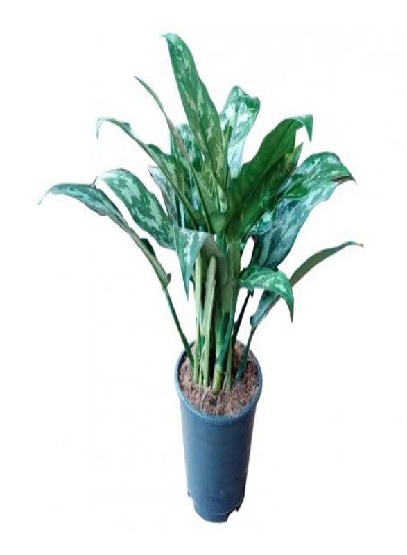 

Generic Aglaonema Mix, Green