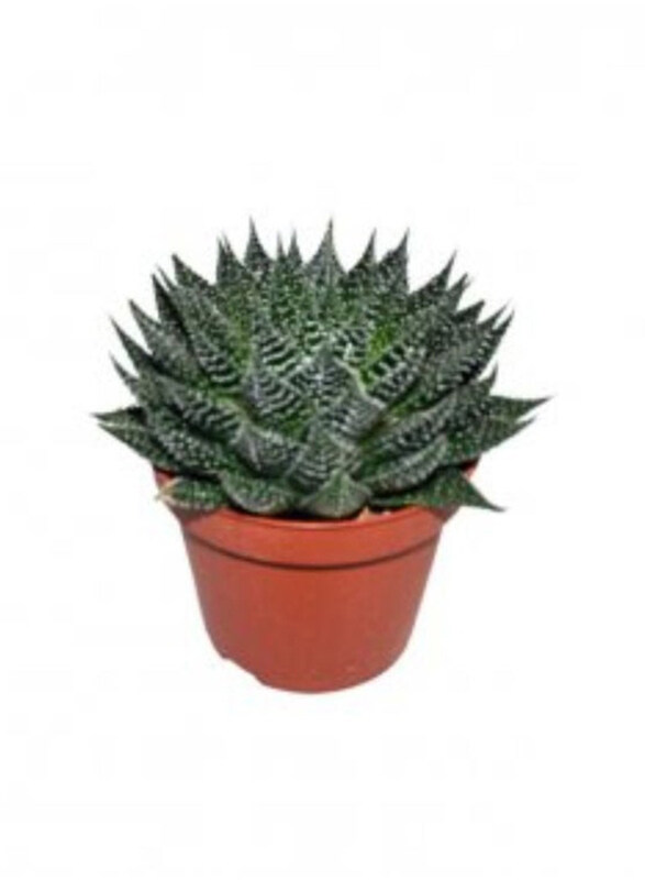 

Generic Aloe Zambezi, White/Green