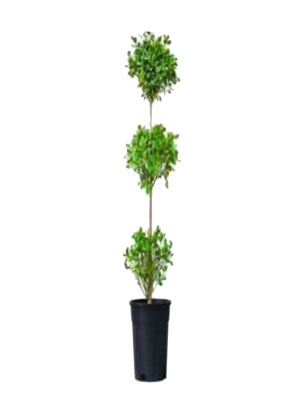 

Generic 3 Layers Ficus Panda, Multicolour