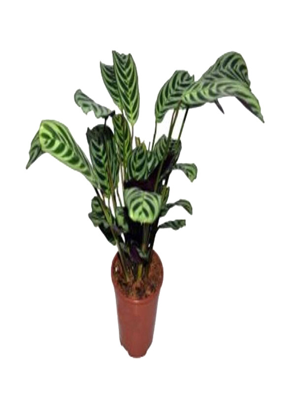 

Generic Calathea Ctenanthe Amabilis, Green