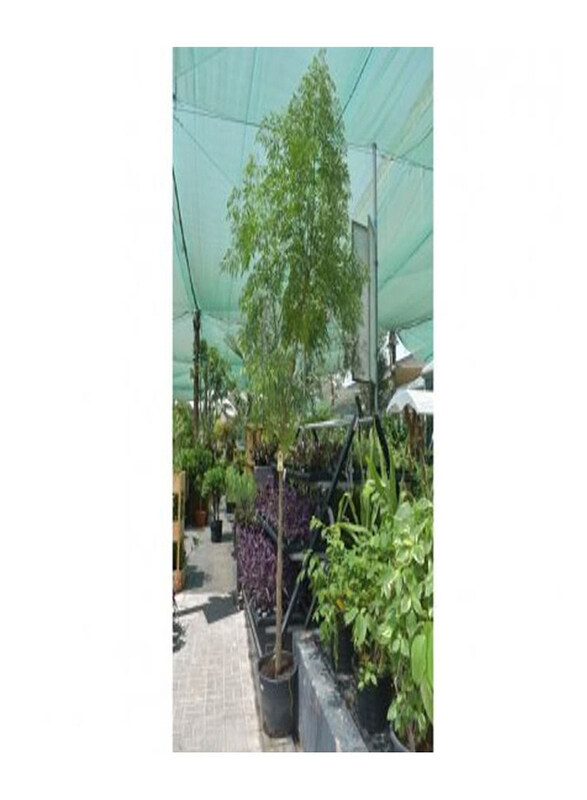 

Generic Tree Jasmine, Green