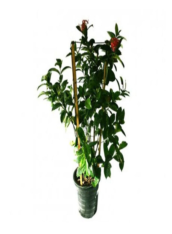

Generic Ixora Coccinea Plant, Green