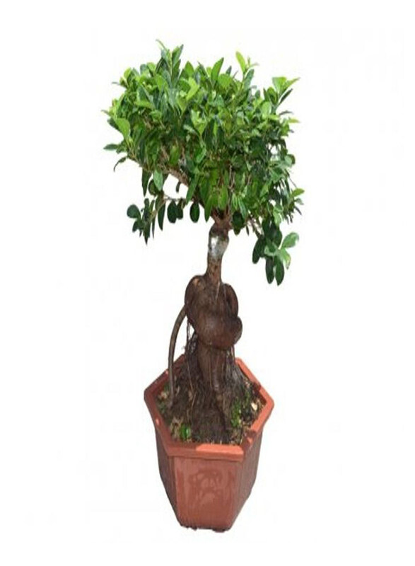 

Generic Ficus Bonsai Plant Tree, Green