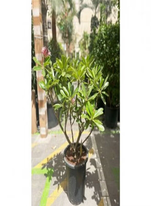 

Generic Plumeria Obtusa, Green