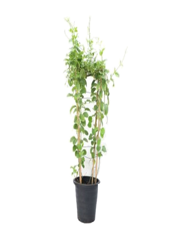 

Generic Mandevilla Plant, Multicolour