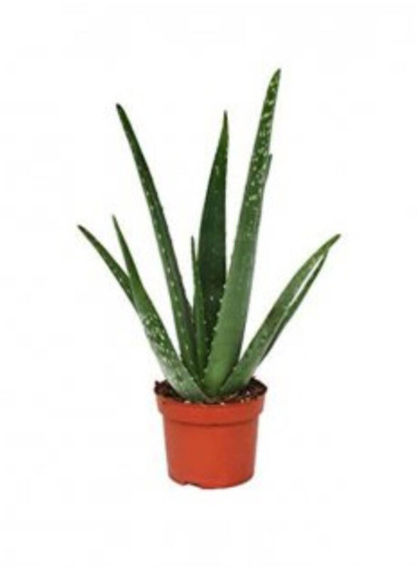 

Generic Aloe Vera Rock, Green