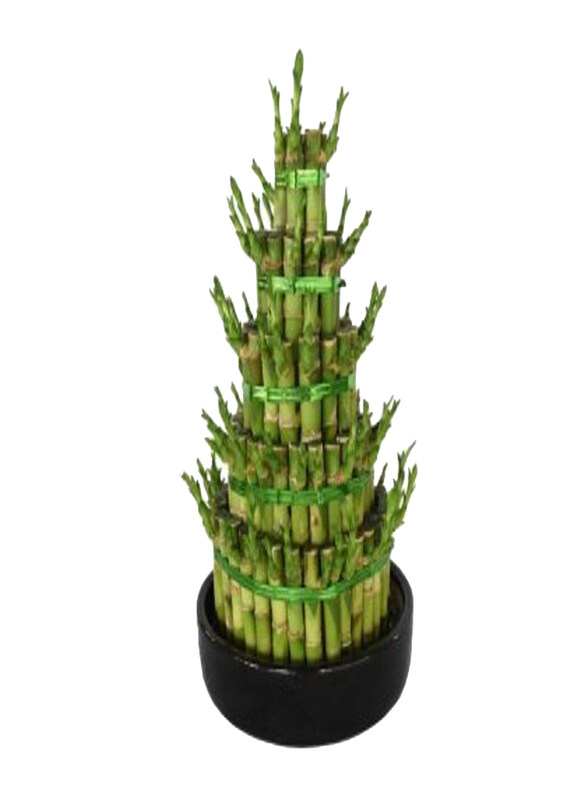 

Generic Lucky Bamboo Layered, Green