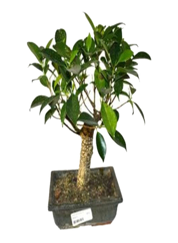 

Generic Ficus Bonsai, Green