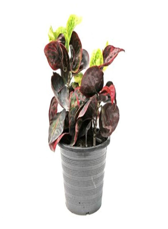

Generic Codiaeum Mix Plant, Red