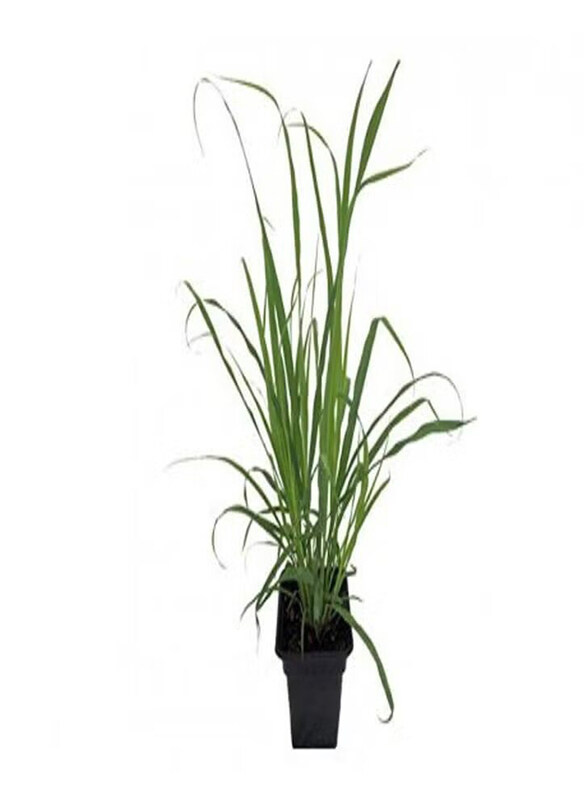 

Generic Lemon Grass Plant, Green