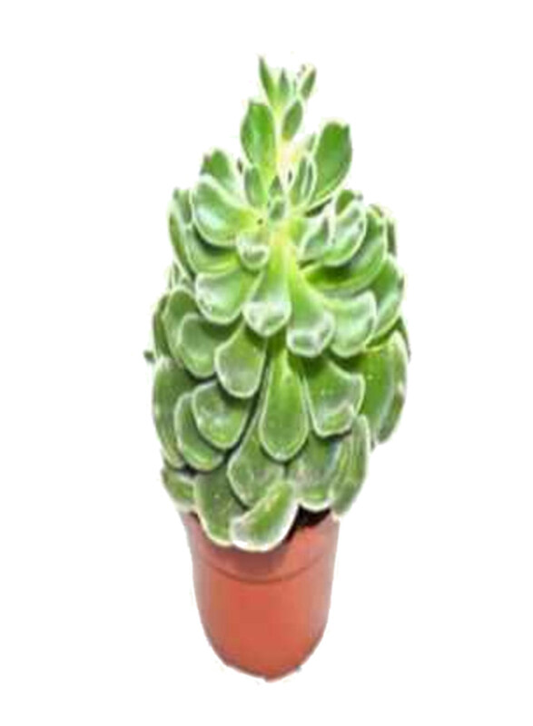 

Generic Echeveria Mix, Green/Brown