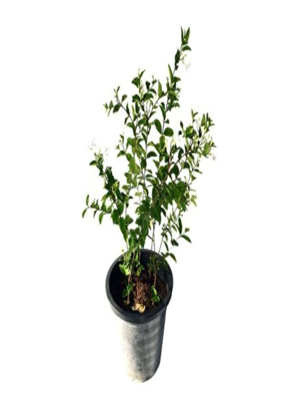 

Generic Wrightia Plant, Green