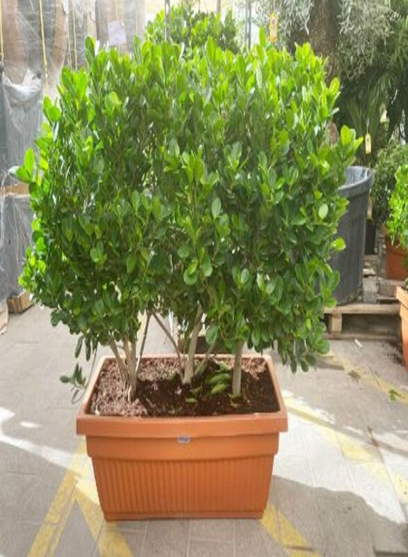 

Generic Ficus Panda in Rectangular Pot, Green