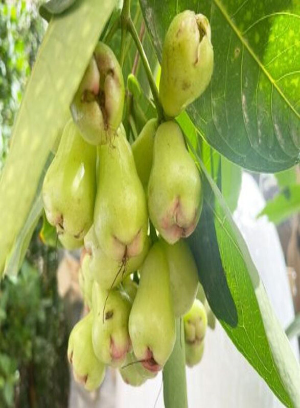 

Generic Water Apple Syzygium Samarangense, Green