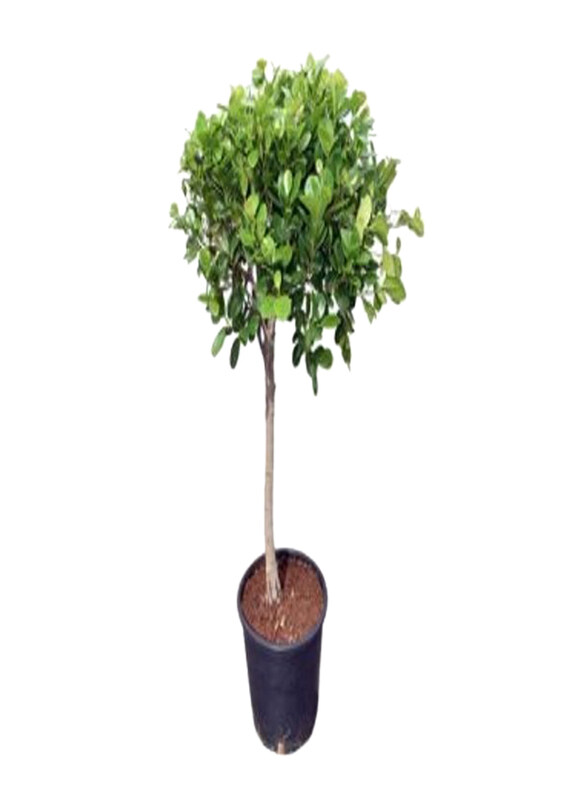 

Generic Ficus Panda Plant, Green