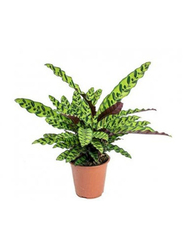 Calathea Mix Lancifolia, Green/Yellow