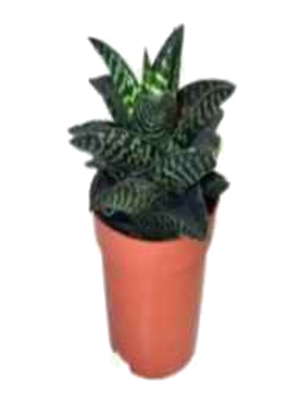 

Generic Aloe Aristata Tiki Zilla, Multicolour