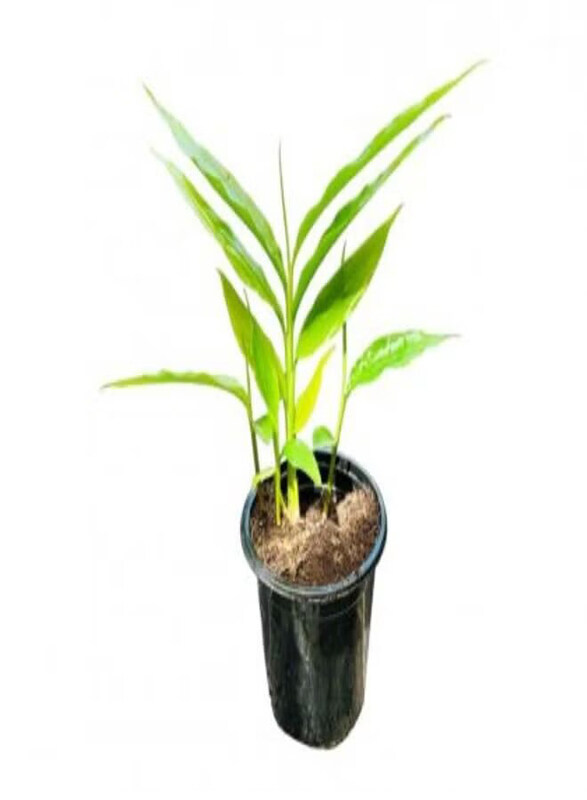 

Generic Cardamom Plant, Green