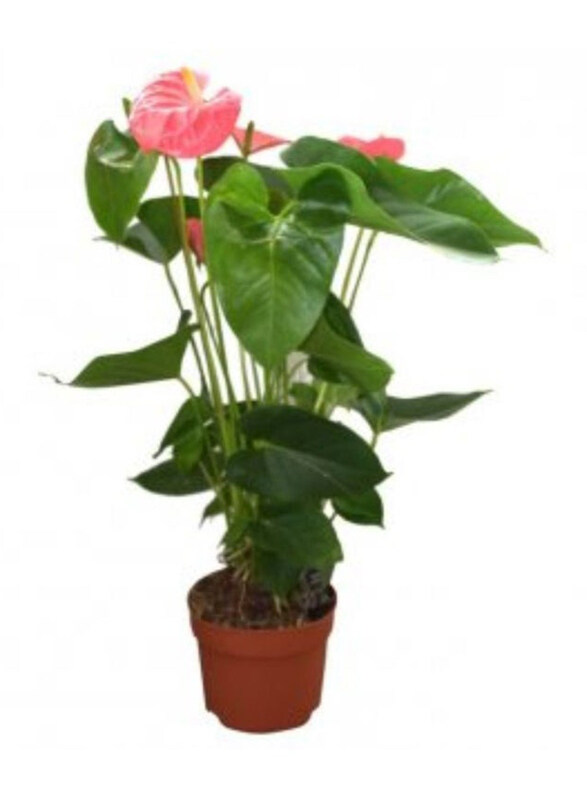 

Generic Anthurium Mix Indoor Plant, Green/Pink