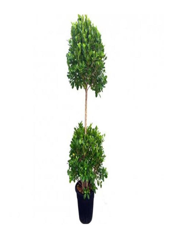 

Generic Ficus Panda 2 Head Big, Green