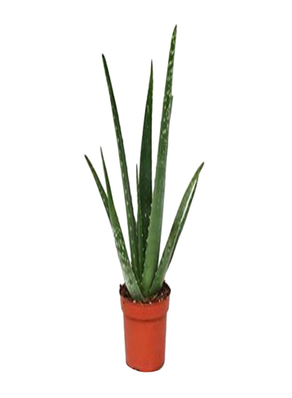 

Generic Aloe Vera, Green
