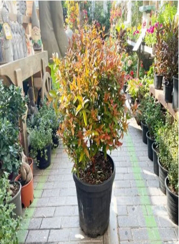 

Generic Syzygium Australe Plant, Green