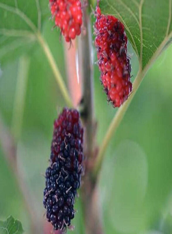 

Generic Morus Alba Mulberry Tree, Multicolour
