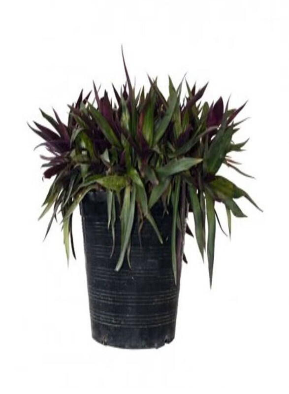 

Generic Rhoeo Discolor Potted Plant, Green