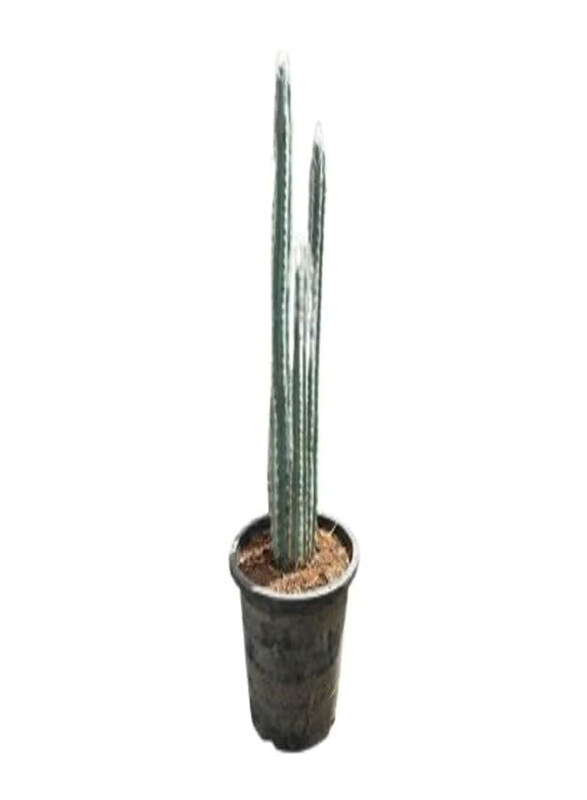 

Generic Cactus, 6 Liter, Green/Grey