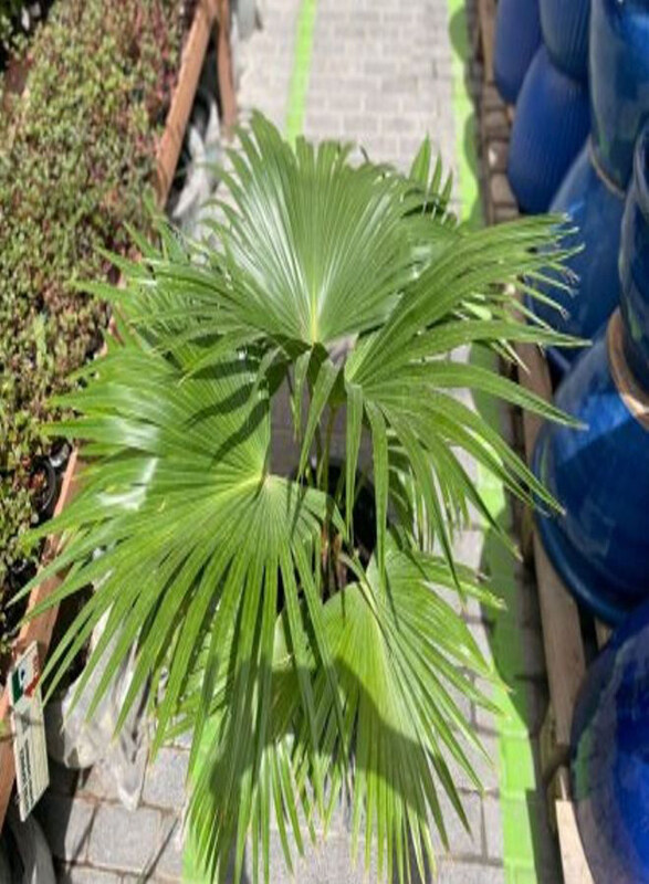 

Generic Livistonia Fresh Plant, Green